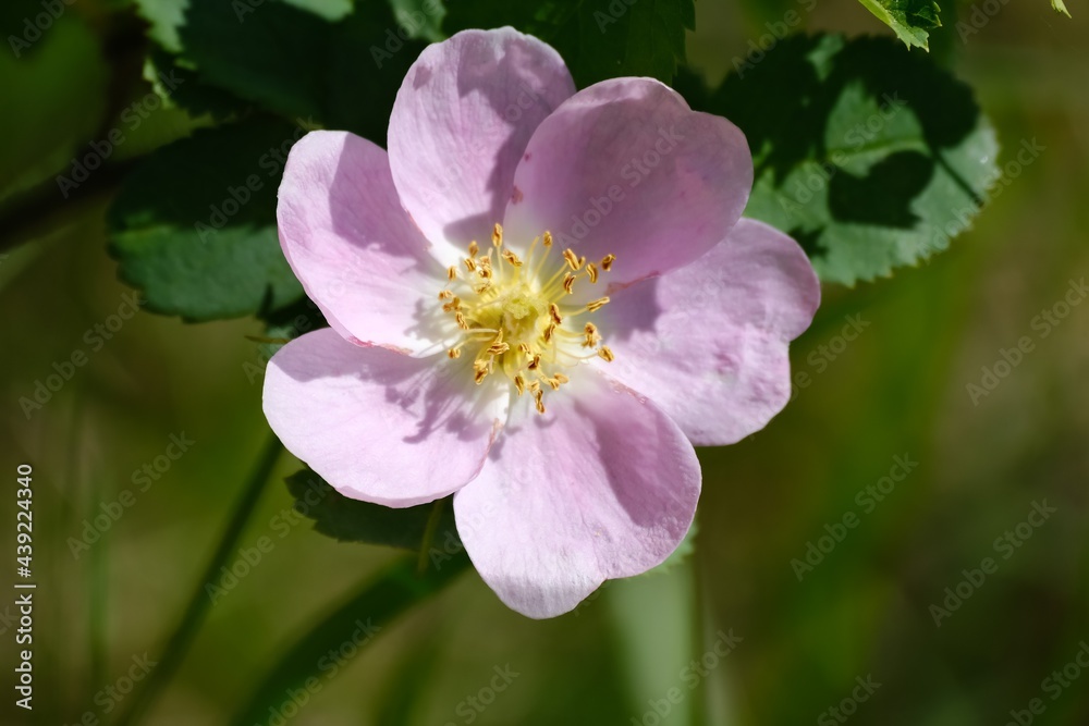 The flower in Siberian forest, Krasnoyarsk, Russia.. The flower in Siberian forest, Krasnoyarsk, Russia..