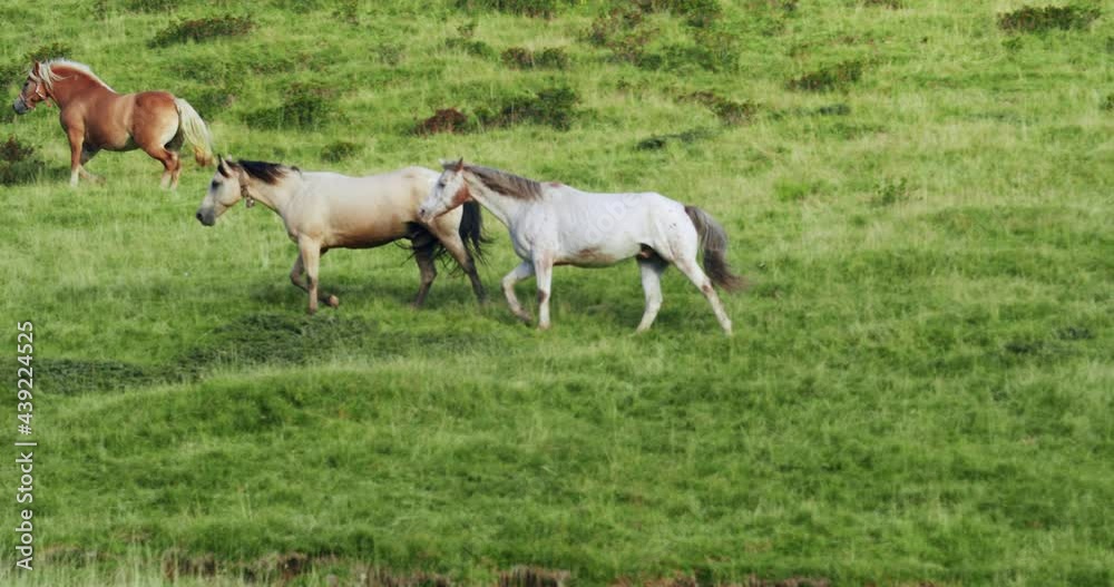 Some savage horses walks free on a green hill Some savage horses walks free on a green hill