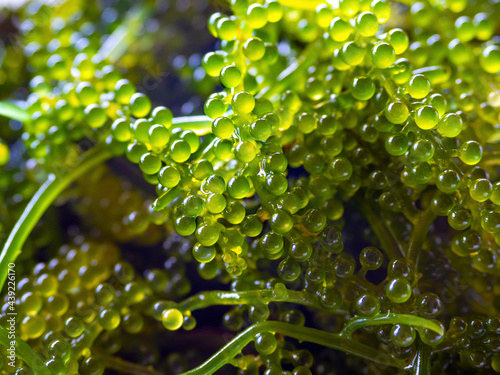 Close up sea grapes seaweed (Caulerpa  Lentillifera). Sea grapes (green caviar) background. photo