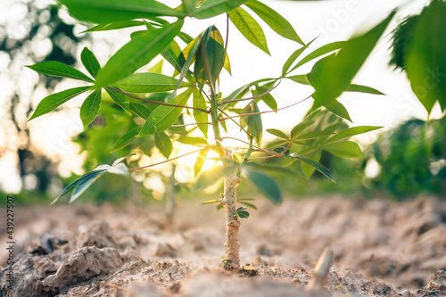 Close-up cassava green leaf and light of sun with blue sky. photo