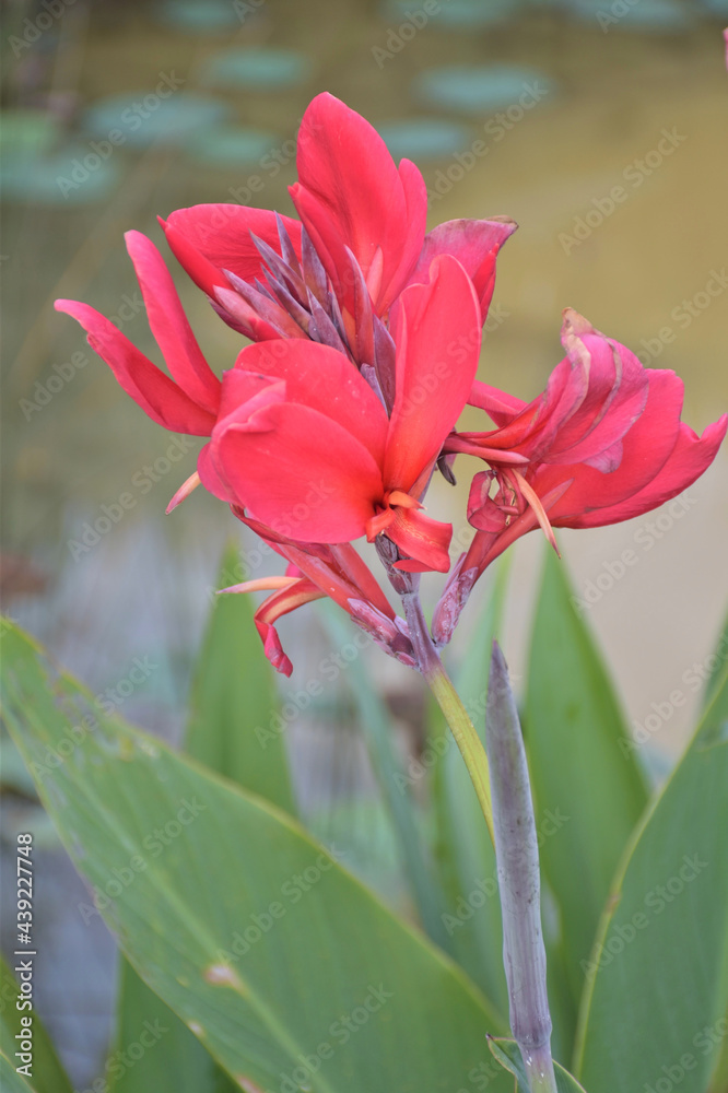 red flower in garden park in south thailand number 1. red flower in garden park in south thailand number 1.