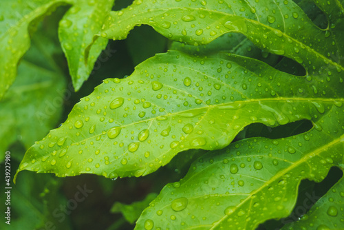 Rain drops on green leaves