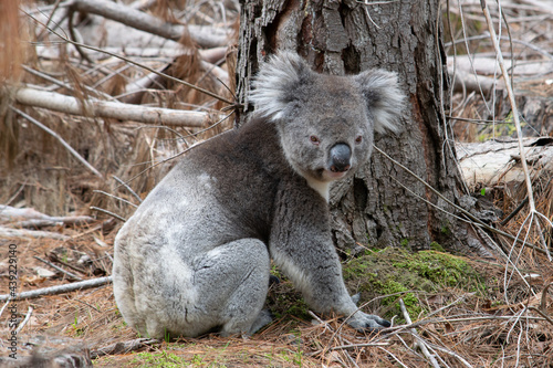 Photography Koala on ground