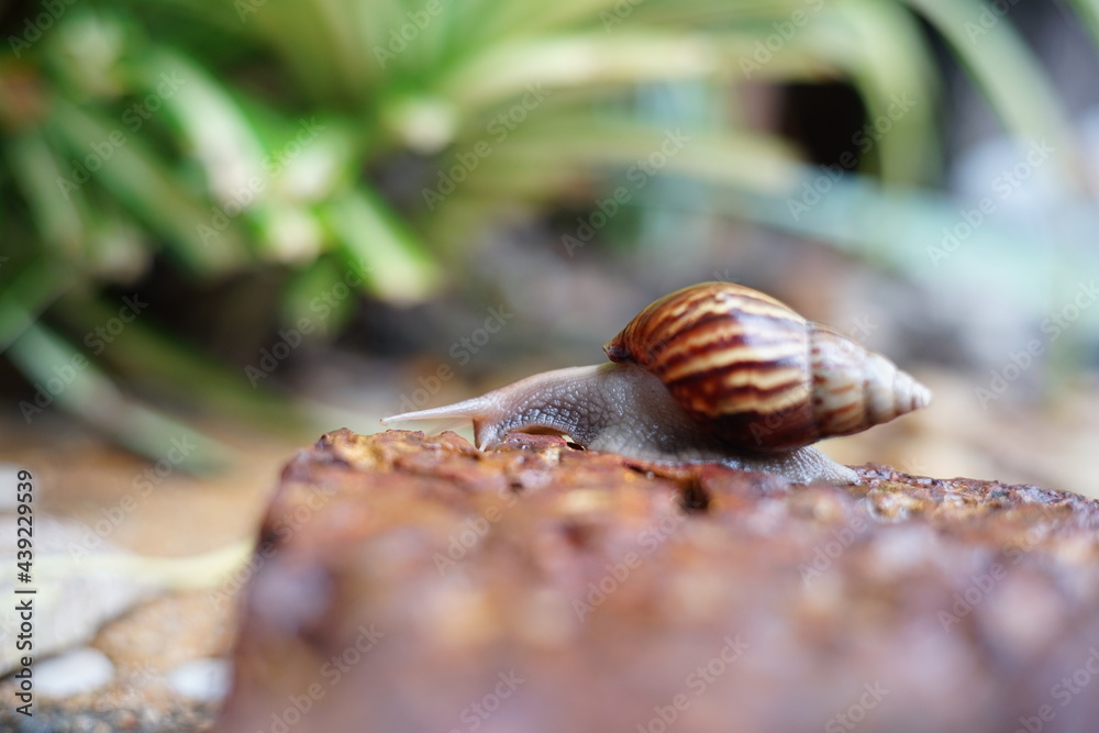 Snail life on the brick crawling find some food and blur green leaf background in the garden Snail life on the brick crawling find some food and blur green leaf background in the garden
