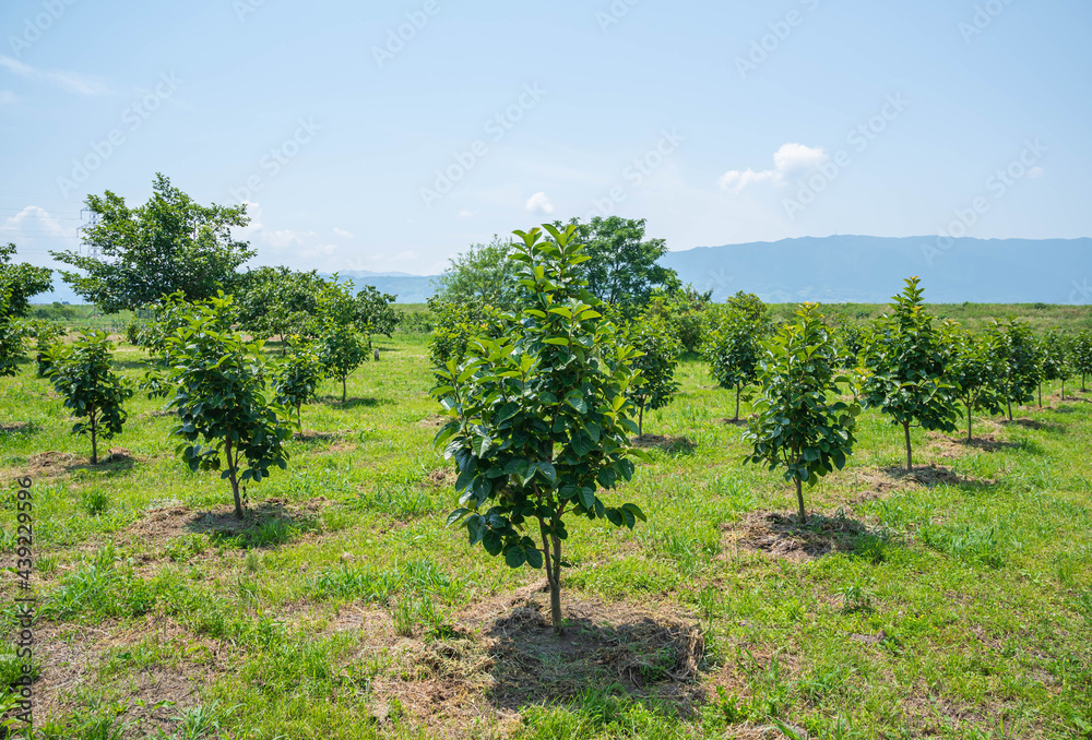 九州北部豪雨復興計画　柿の幼木