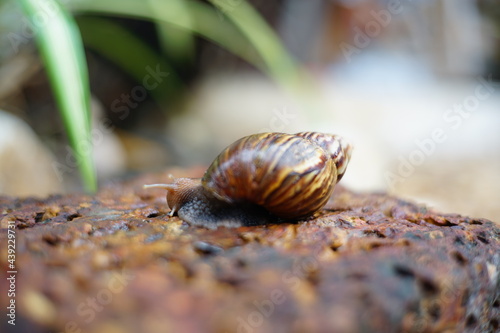 Snail life on the brick crawling find some food and blur green leaf background in the garden