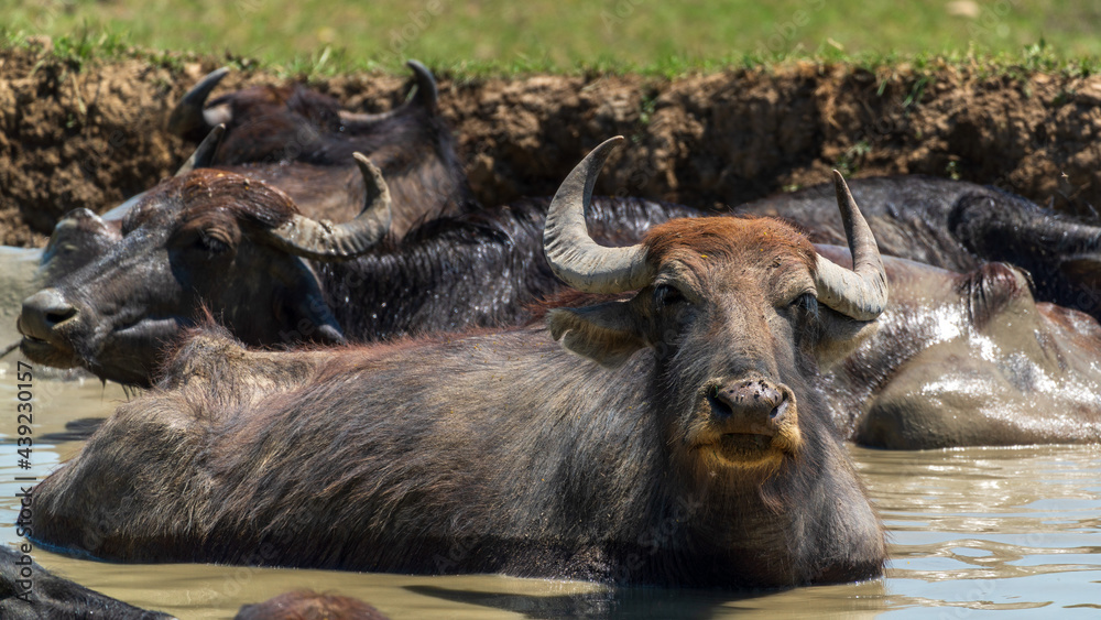 A herd of buffalo swimming in the river A herd of buffalo swimming in the river