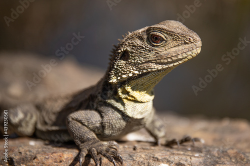 lizard profile © Craig