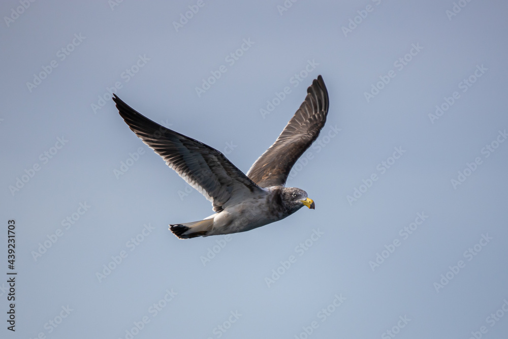 Obraz premium bird in flight