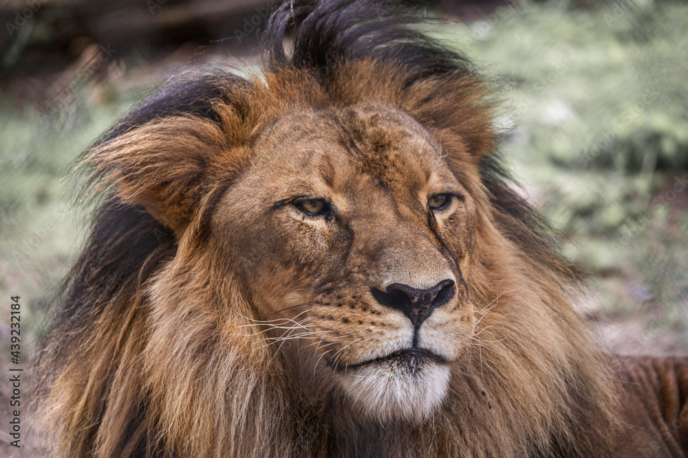 majestic lion majestic lion
