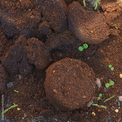 Coffee grounds from the coffee machine from the coffee machine as a fertilizer for plants 