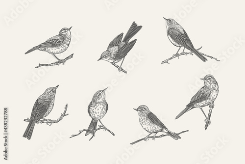 Set with birds. Black and white.