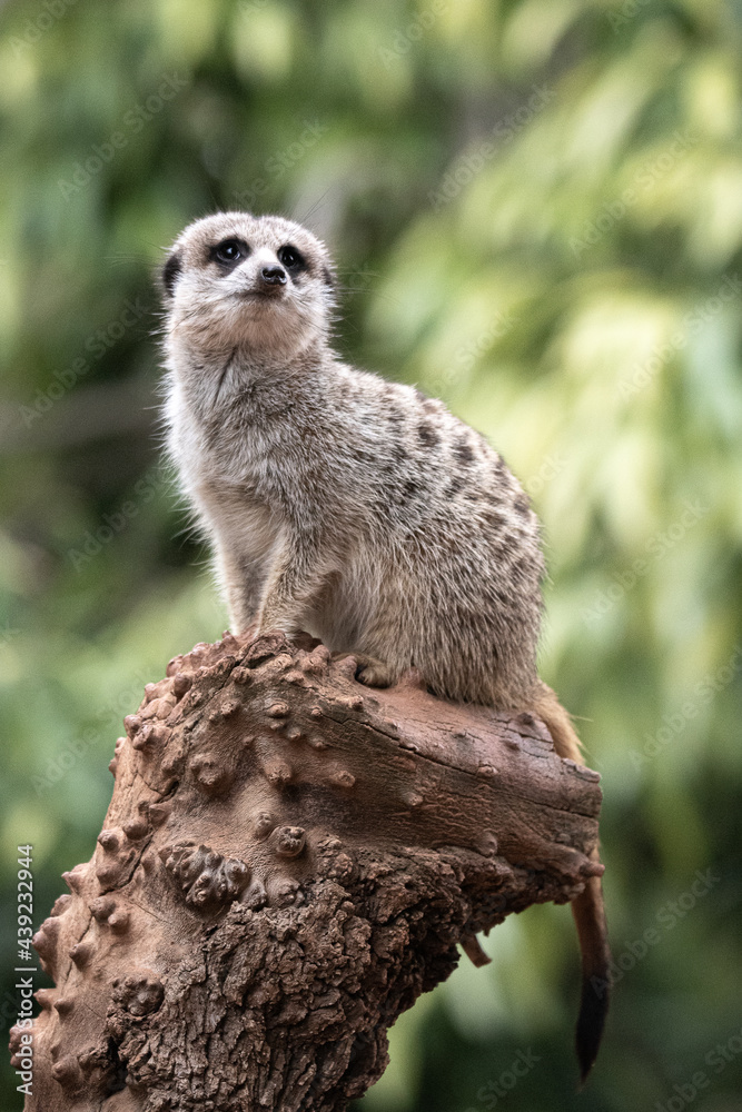 Fototapeta premium meerkat on a log