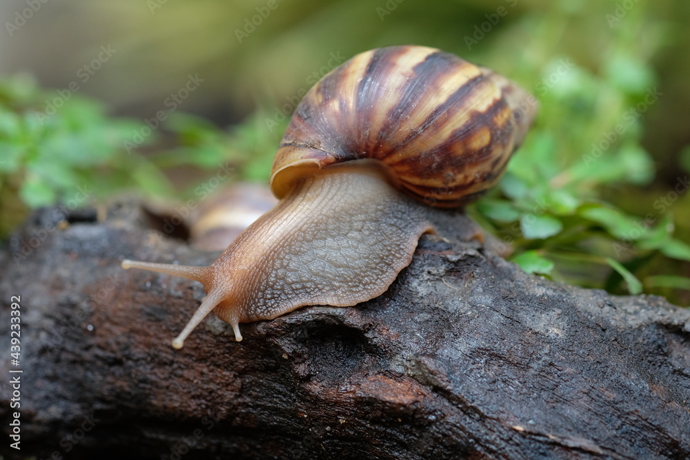 Snail animal life crawling on the wood with grass eat some food and green background. Snail animal life crawling on the wood with grass eat some food and green background.