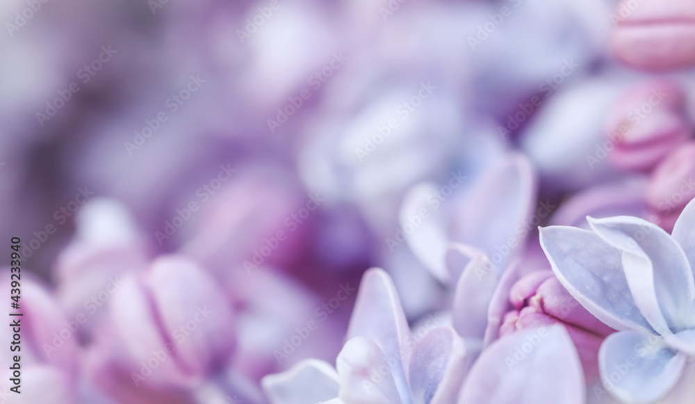 Abstract floral background, blooming branch, purple terry Lilac flower petals. Macro flowers backdrop for holiday brand design. Soft focus