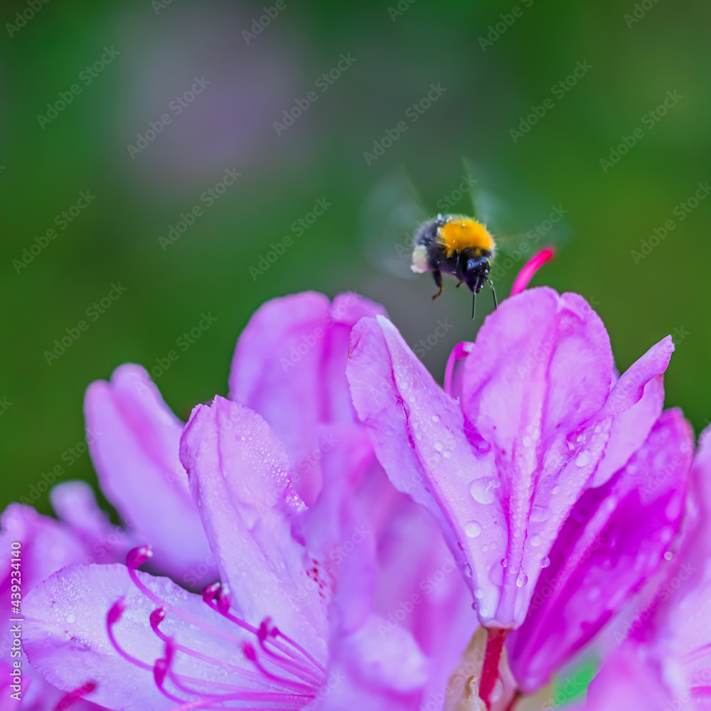 Flying bumblebee and pink rhododendron flower petals with dew drops. Flower background Flying bumblebee and pink rhododendron flower petals with dew drops. Flower background