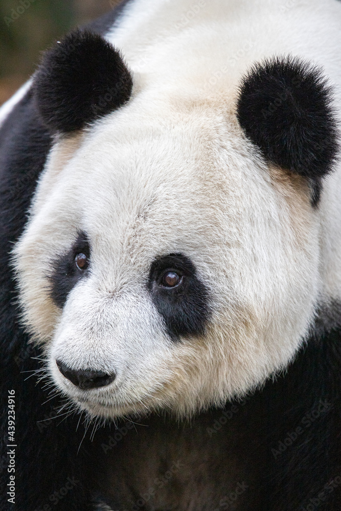 Fototapeta premium panda head 2