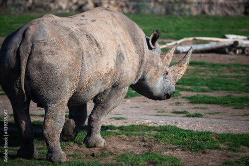 white rhino