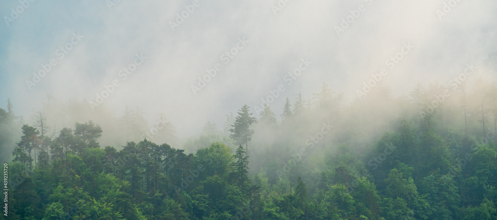 fog in the forest