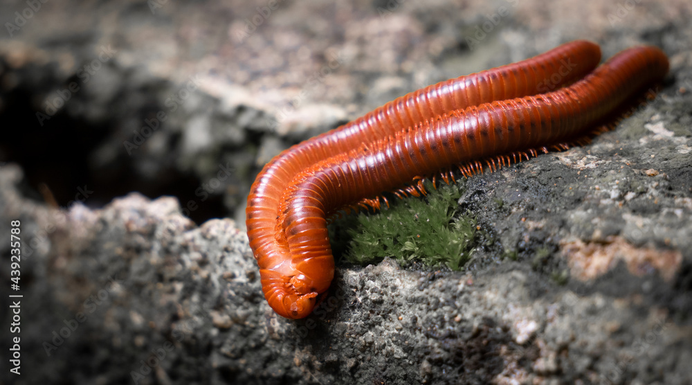 Mating of millipedes on cement Wall during the breeding season