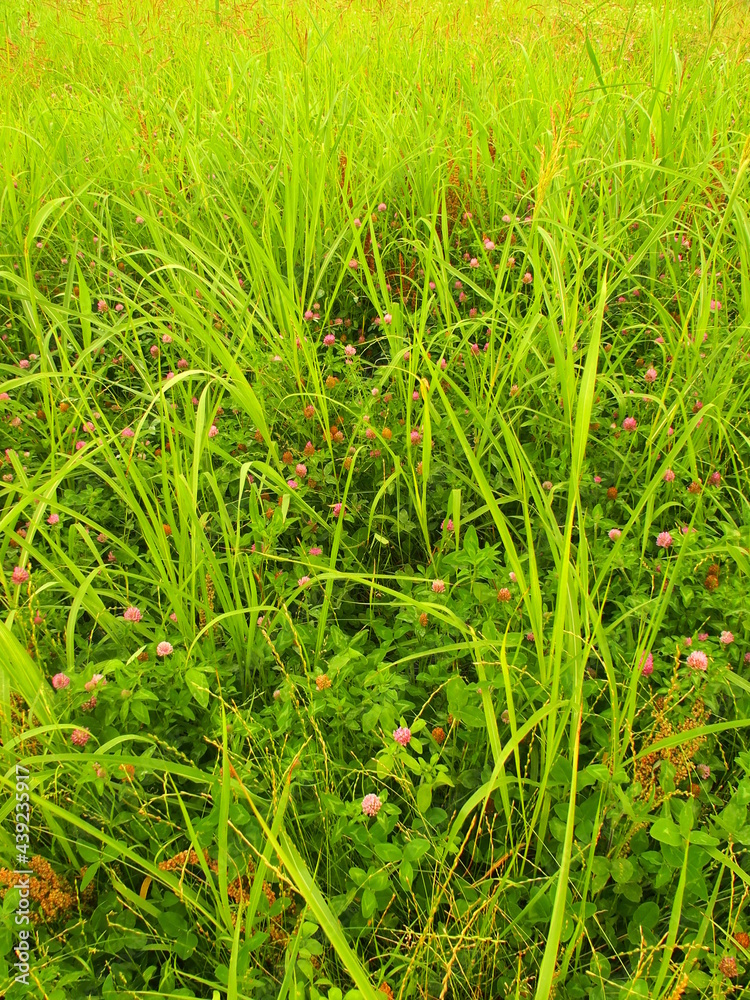 Obraz premium 初夏のアカツメクサ咲く野原