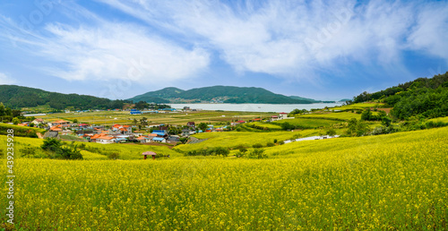 장흥군 선학동 마을의 노란 유채밭