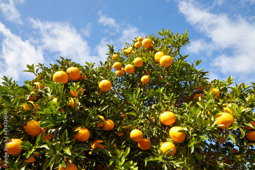 Blue sky, fresh citrus, citrus tree, orange.