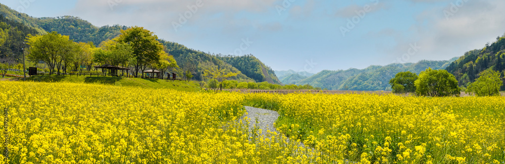 고창 학원농원의 청보리밭과 노란 유채꽃