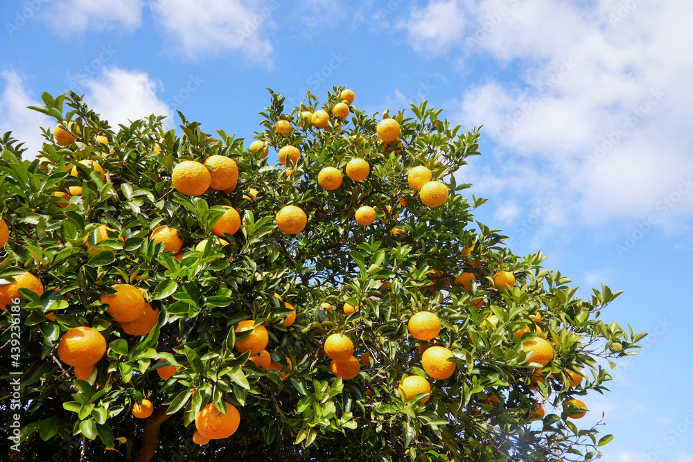 Blue sky, fresh citrus, citrus tree, orange. Blue sky, fresh citrus, citrus tree, orange.