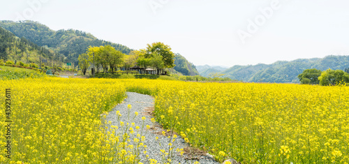 고창 학원농원의 청보리밭과 노란 유채꽃