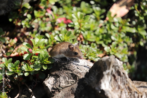 Mouse looking for food in the garden  © Andreas Meyer