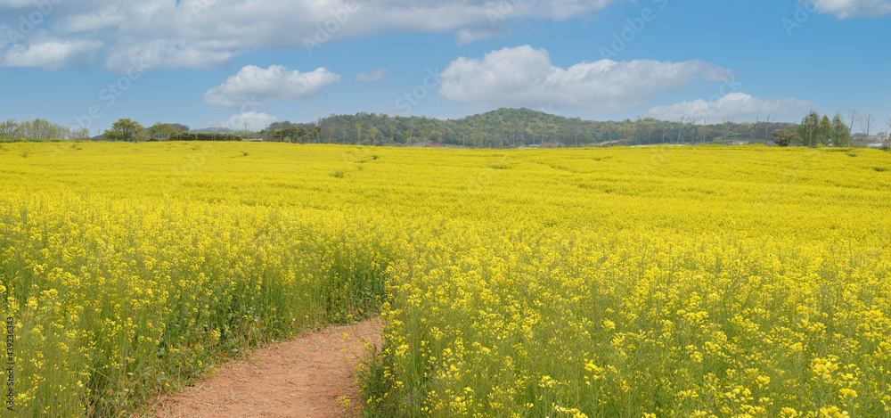 Obraz premium 고창 학원농장의 노란 유채밭