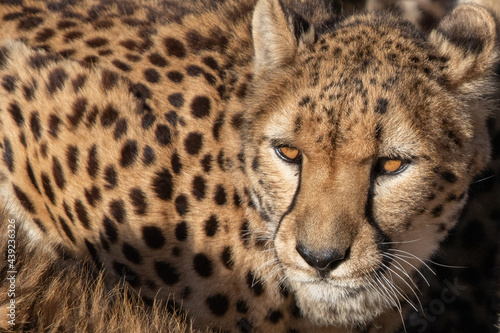 close up of cheetah