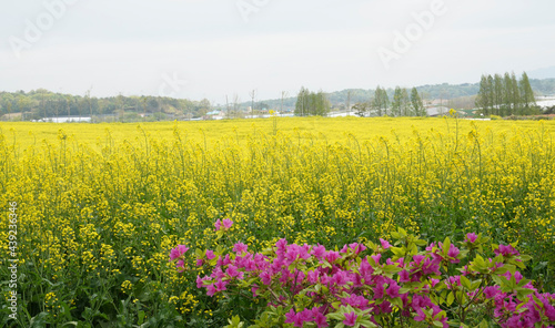 고창 학원농장의 노란 유채밭 © sephoto