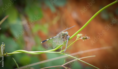 Dragonflies eating each other