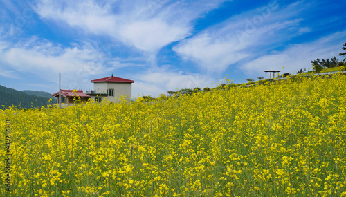 장흥군 선학동 마을의 노란 유채밭