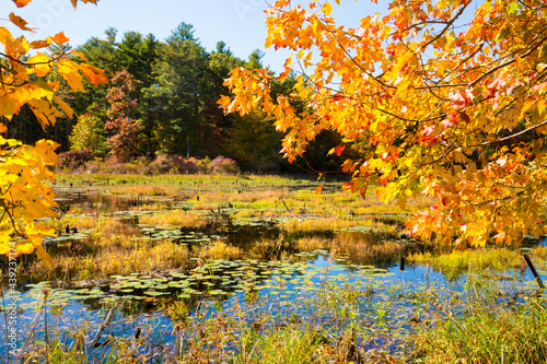 Branches frame an autumn scene at Goodwin State Forest, Connecticut. photo