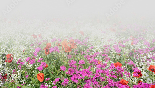 장성군 황룡강 강변에 핀 안개꽃과 꽃양귀비