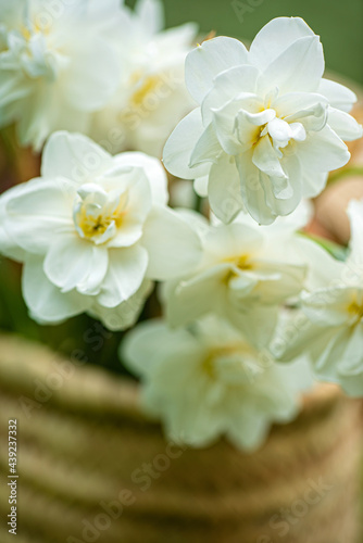 white narcissus in the basket
