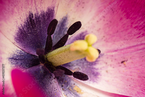 purple tulip on the black background