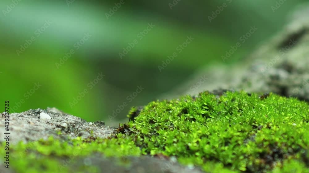 Close up beautiful green moss on the floor with bokeh background, moss closeup, macro. Beautiful background of moss for wallpaper. Close up beautiful green moss on the floor with bokeh background, moss closeup, macro. Beautiful background of moss for wallpaper.