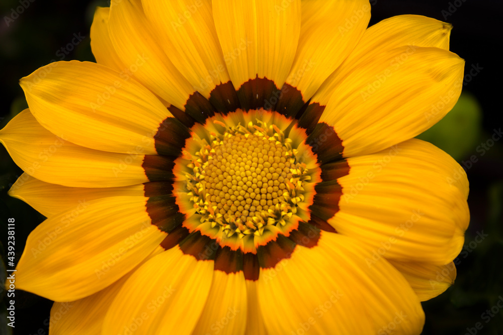 Treasure flower in spring. The blooms are open during the day and closed after sunset Treasure flower in spring. The blooms are open during the day and closed after sunset