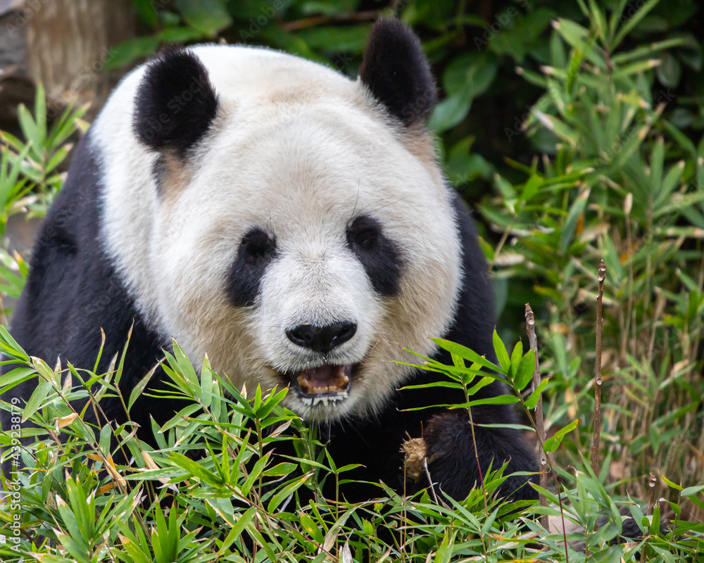 Obraz premium giant panda smiling