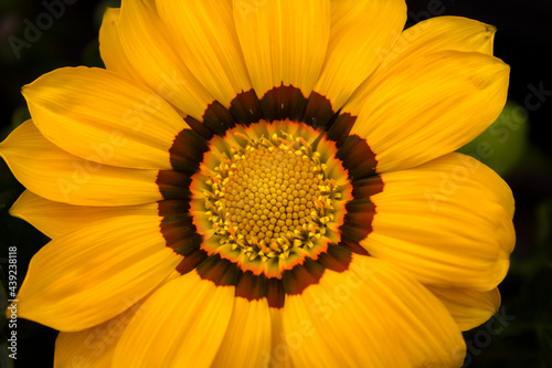 Treasure flower in spring. The blooms are open during the day and closed after sunset