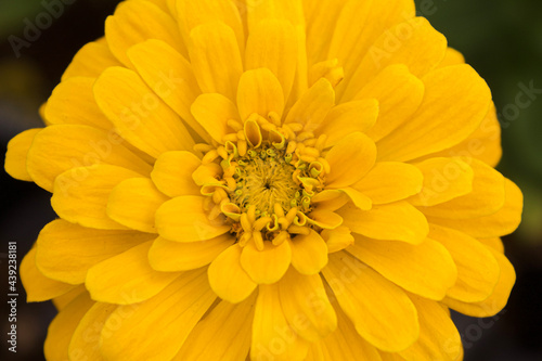 Yellow zinnia in spring. The blooms appear in a variety of colors and are very attractive to hummingbirds