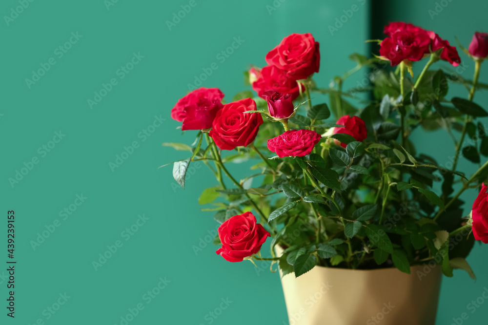 Obraz premium Beautiful red roses in pot on color background, closeup