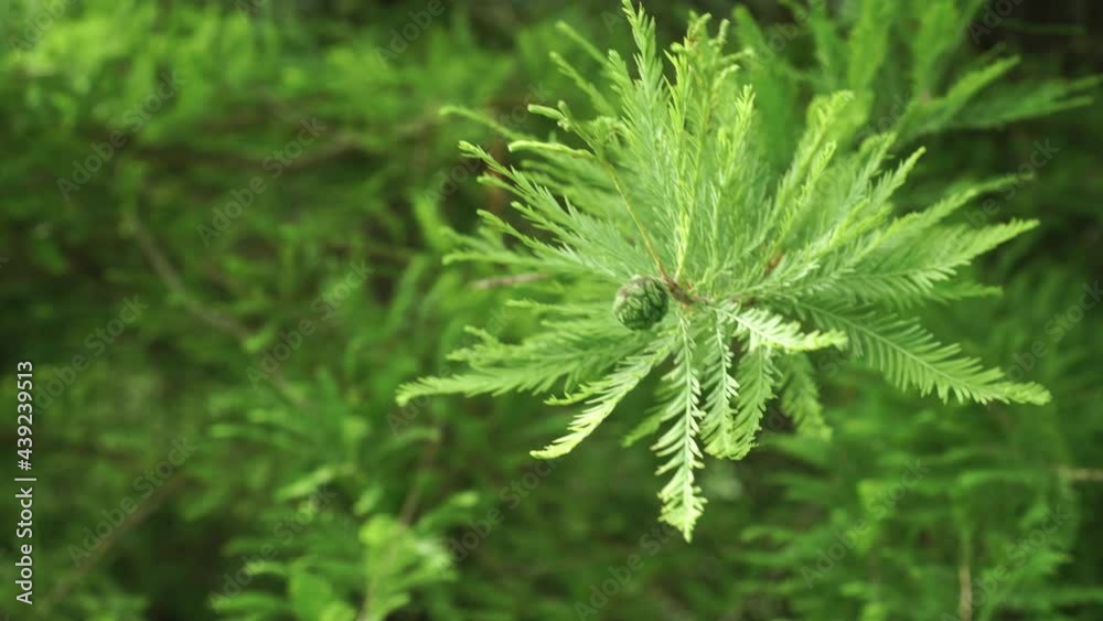 Conifer cone on a branch with summer green lush coniferous foliage. Cryptomeria Japonica. Swaying in the wind close-up Conifer cone on a branch with summer green lush coniferous foliage. Cryptomeria Japonica. Swaying in the wind close-up