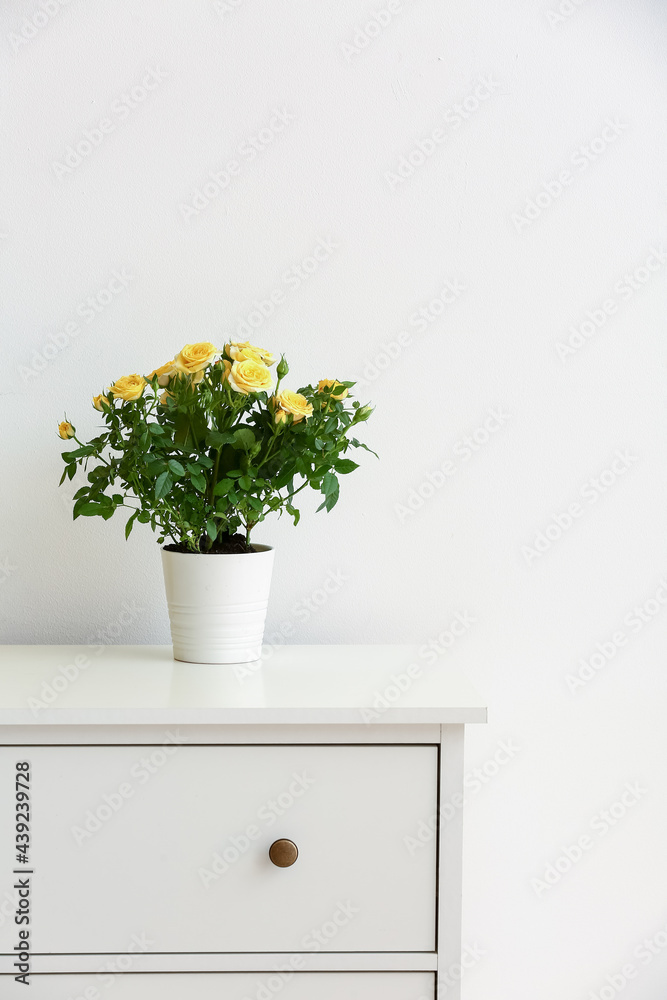 Beautiful yellow roses in pot on shelf near light wall