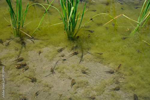 田んぼのおたまじゃくし