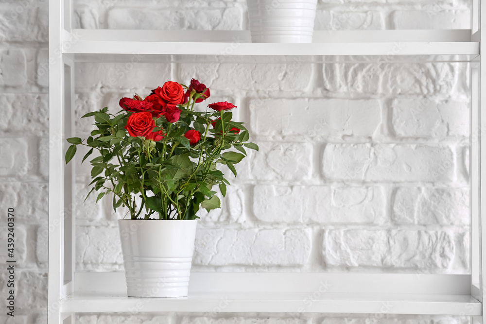 Beautiful red roses in pot on shelf near brick wall